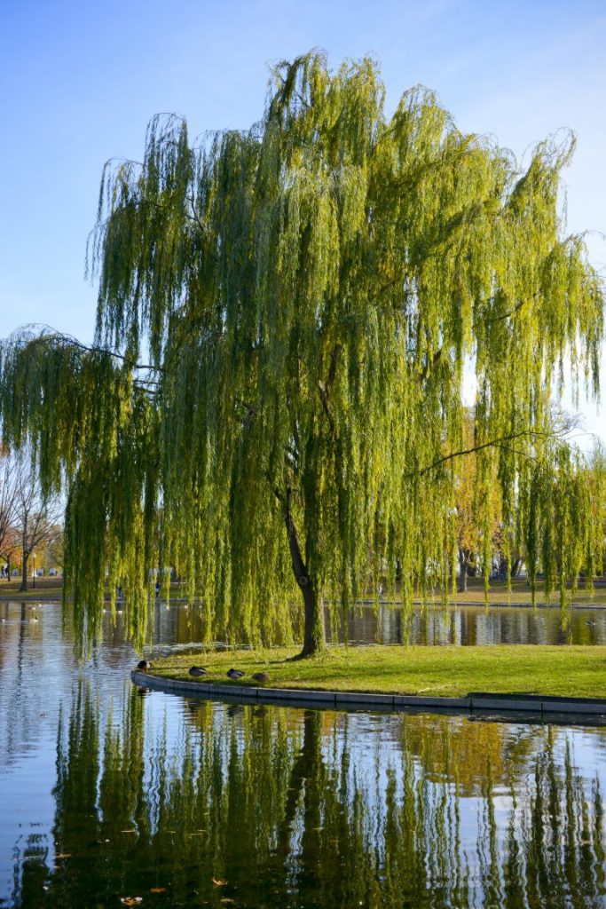 The Willow tree - symbolizing flexibility and adaptability.